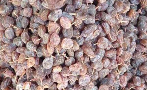 تصویر 1 از قیمت کشمش آفتابی بی دانه + خرید باور نکردنی